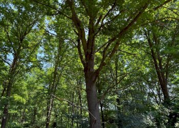 Terreno - Terreno agricolo Calosso, Calosso - foto 5