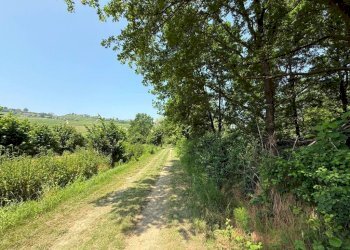 Terreno - Terreno agricolo Calosso, Calosso - foto 6