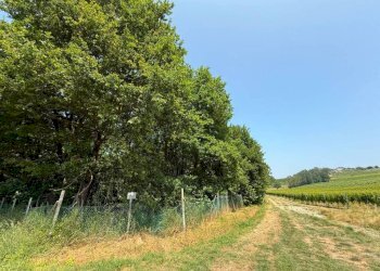 Terreno - Terreno agricolo Calosso, Calosso - foto 9