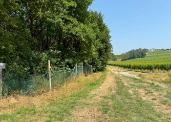 Terreno - Terreno agricolo Calosso, Calosso - foto 10