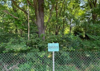 Terreno - Terreno agricolo Calosso, Calosso - foto 11