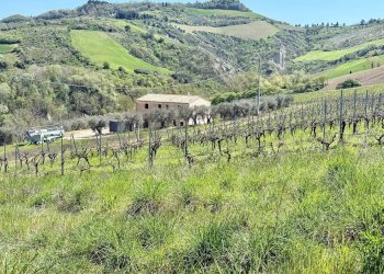 Foto 2 - Rustico Collevecchio, Ripatransone - foto 2