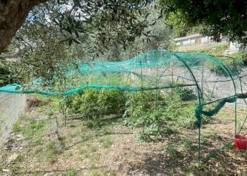 Foto 40 - Independent house Via Ville San Pietro, Borgomaro - photo 40