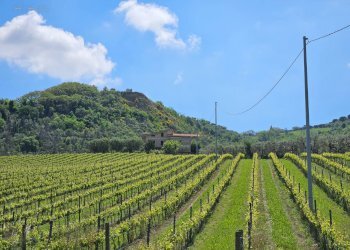 Foto 12 - Rustic Contrada Piane Tronto
 
snc, Controguerra - photo 12