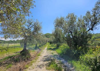 Foto 13 - Rustic Contrada Piane Tronto
 
snc, Controguerra - photo 13