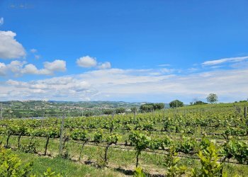 Foto 19 - Rustic Contrada Piane Tronto
 
snc, Controguerra - photo 19