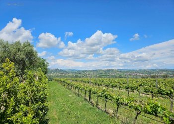 Foto 35 - Rustic Contrada Piane Tronto
 
snc, Controguerra - photo 35