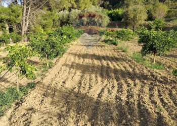 Giardino - Terreno agricolo bivio camemi, Mineo - foto 14