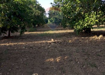 Giardino - Terreno agricolo bivio camemi, Mineo - foto 26