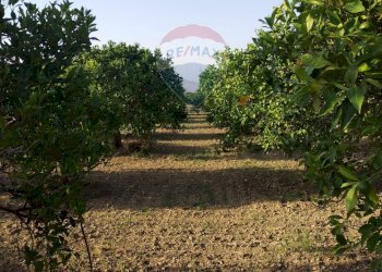 Giardino - Terreno agricolo bivio camemi, Mineo - foto 28
