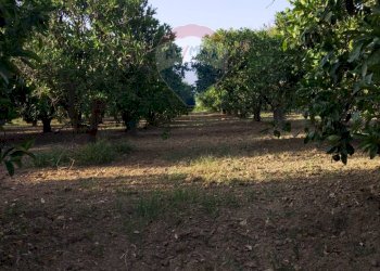 Giardino - Terreno agricolo bivio camemi, Mineo - foto 29