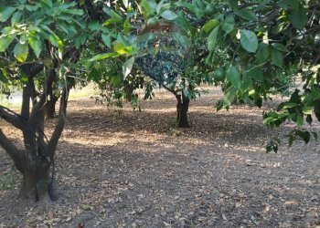 Giardino - Terreno agricolo bivio camemi, Mineo - foto 30