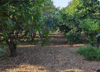 Giardino - Terreno agricolo bivio camemi, Mineo - foto 31