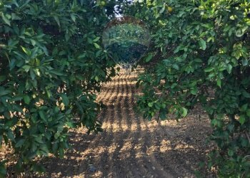 Giardino - Terreno agricolo bivio camemi, Mineo - foto 32