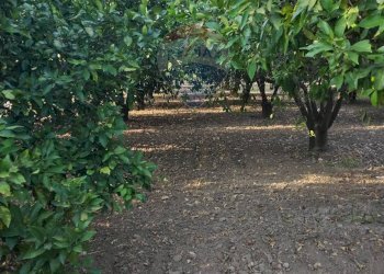 Giardino - Terreno agricolo bivio camemi, Mineo - foto 33