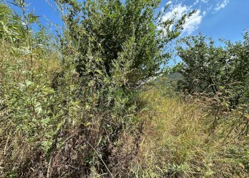 Foto 10 - Terreno agricolo Mercato San Severino - foto 10