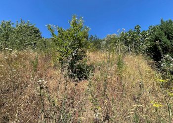 Foto 14 - Terreno agricolo Mercato San Severino - foto 14