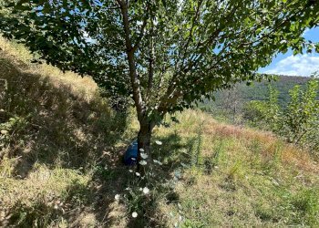 Foto 26 - Terreno agricolo Mercato San Severino - foto 26