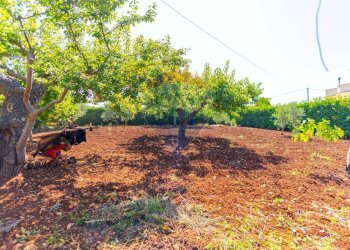 Giardino - Casa semi indipendente Strada Crispiano
 
129/A, Martina Franca - foto 22