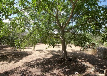 Foto 20 - Villa C.da San Marco, Noto - foto 20