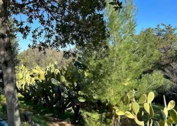 Terreno - Villa via Plebi, Olbia - foto 40