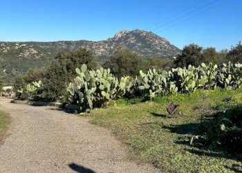 Terreno - Villa via Plebi, Olbia - foto 49