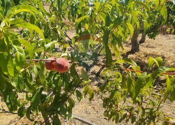 Giardino - Villa Contrada Balchino SS417
 
snc, Caltagirone - foto 35