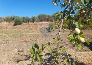 Giardino - Villa Contrada Balchino SS417
 
snc, Caltagirone - foto 38