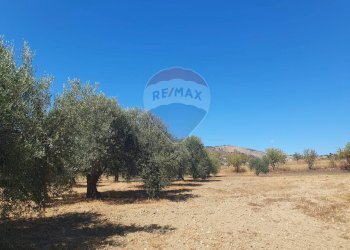 Giardino - Villa Contrada Balchino SS417
 
snc, Caltagirone - foto 47