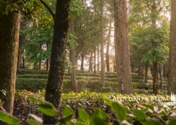 Villa Unifamiliare Via di Martiena, SNC, Montepulciano - foto 37