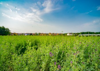 Terreno agricolo Via Pes di Villamarina, Busca - foto 4