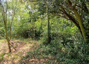 Foto 16 - Semi-detached house Altare - photo 16