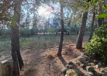 Giardino - Villa Contrada Cutuminello Poggio Diana
 
snc, Caltagirone - foto 18