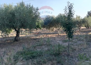 Giardino - Villa Contrada Cutuminello Poggio Diana
 
snc, Caltagirone - foto 20