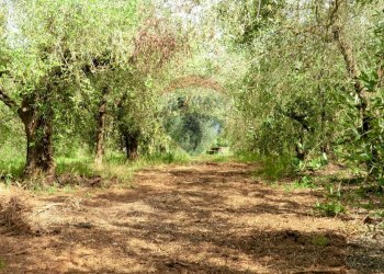 Giardino - Terreno agricolo Follonica - foto 1