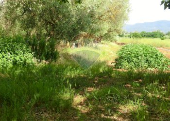 Giardino - Terreno agricolo Follonica - foto 3