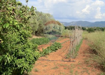 Giardino - Terreno agricolo Follonica - foto 4