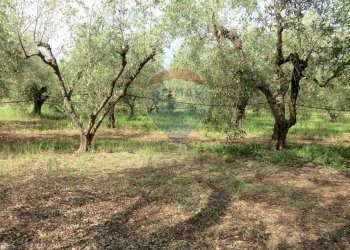 Giardino - Terreno agricolo Follonica - foto 5