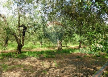 Giardino - Terreno agricolo Follonica - foto 6