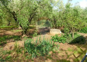 Giardino - Terreno agricolo Follonica - foto 7