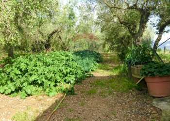 Giardino - Terreno agricolo Follonica - foto 9