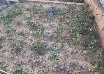 Giardino - Independent house Paduli - photo 9