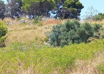 Giardino - Agricultural land contrada corvo, Casteldaccia - photo 11