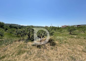 Foto 9 - Terreno edificabile Collecorvino - foto 9