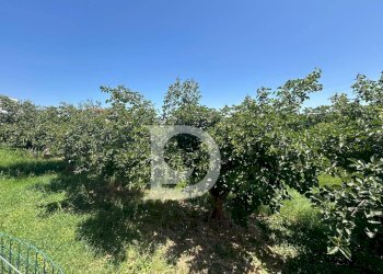 Foto 11 - Terreno edificabile Collecorvino - foto 11