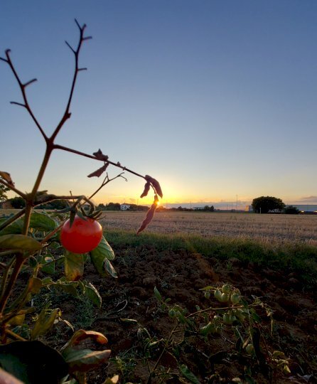 Agricultural land via Pasquala, Imola - photo 2