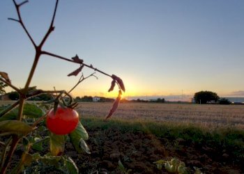 Terreno agricolo via Pasquala, Imola - foto 1