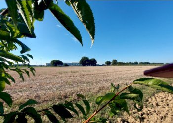 Terreno agricolo via Pasquala, Imola - foto 2