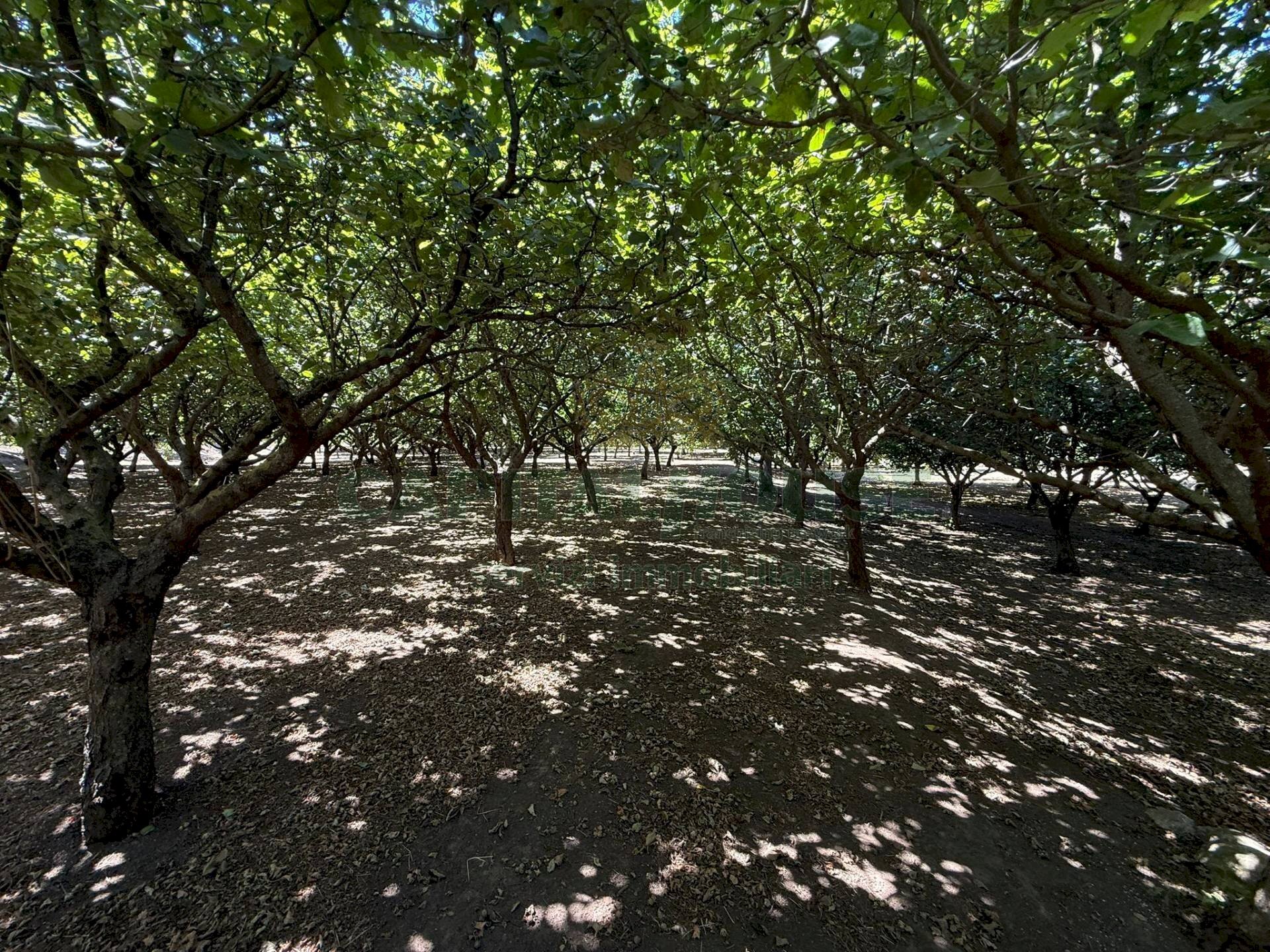 Foto 1 - Terreno agricolo via Pietro Ascolese, Montoro - foto 1