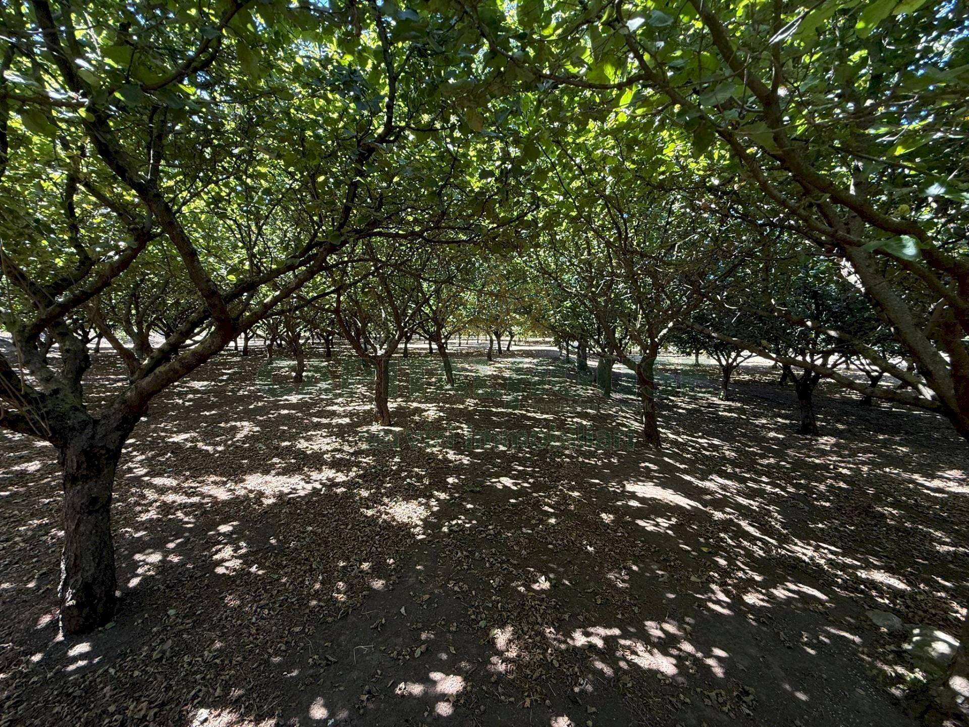 Foto 2 - Terreno agricolo via Pietro Ascolese, Montoro - foto 2